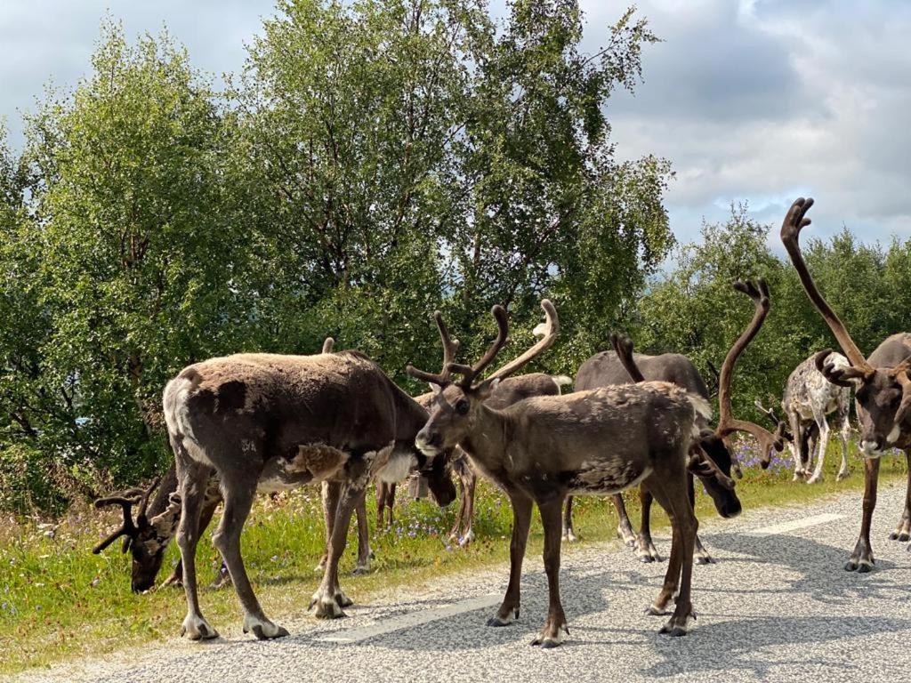 Strandgarden Fjaellnaes Tanndalen Bagian luar foto